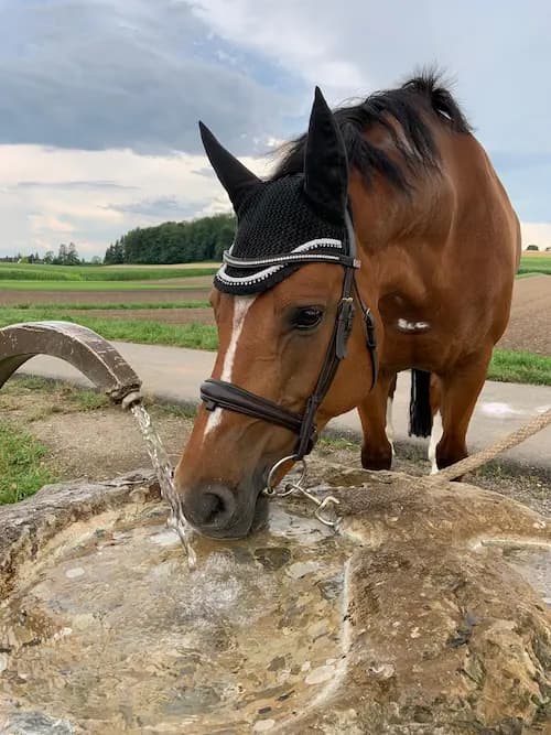 Galerie Bild {{number}}