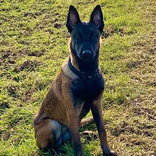 Galerie Bild {{number}}