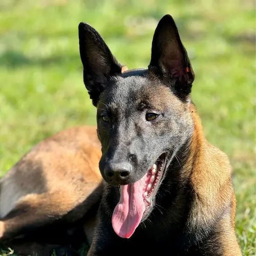 Galerie Bild {{number}}