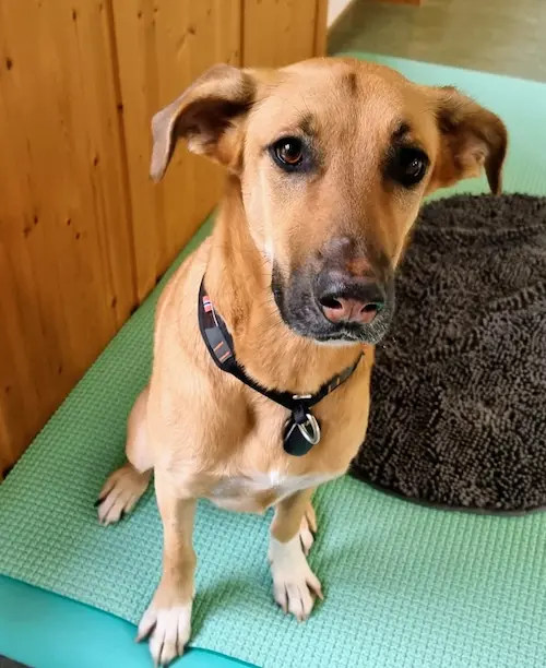 Galerie Bild {{number}}