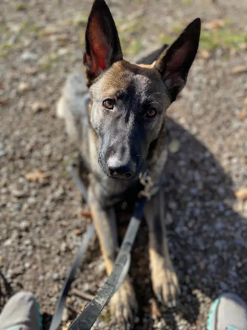 Galerie Bild {{number}}