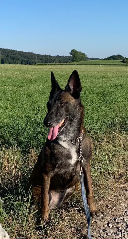 Galerie Bild {{number}}