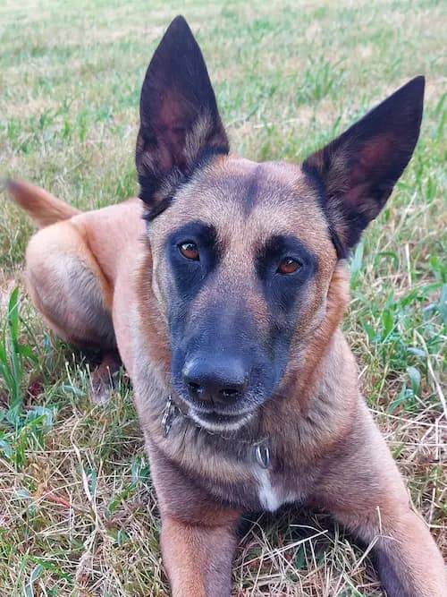 Galerie Bild {{number}}