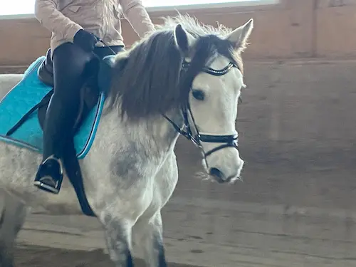 Galerie Bild {{number}}