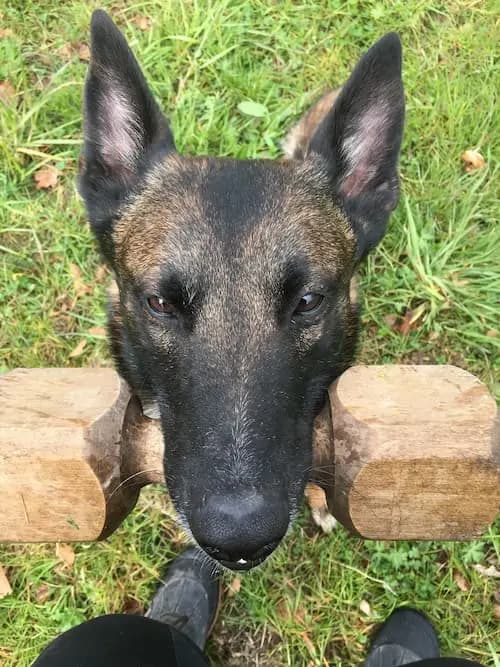 Galerie Bild {{number}}