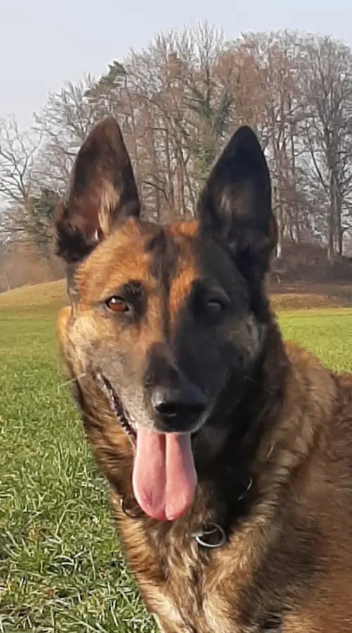 Galerie Bild {{number}}