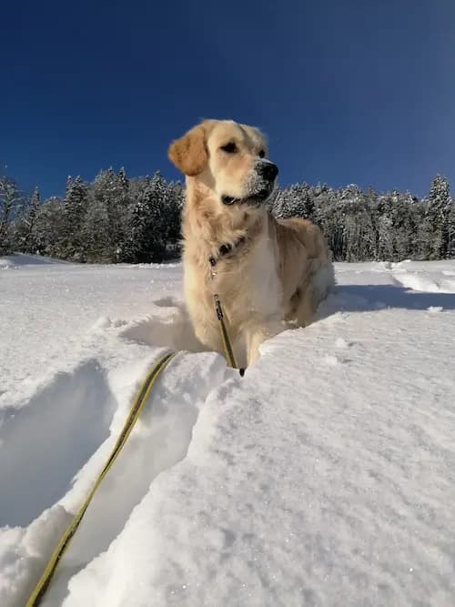 Galerie Bild {{number}}