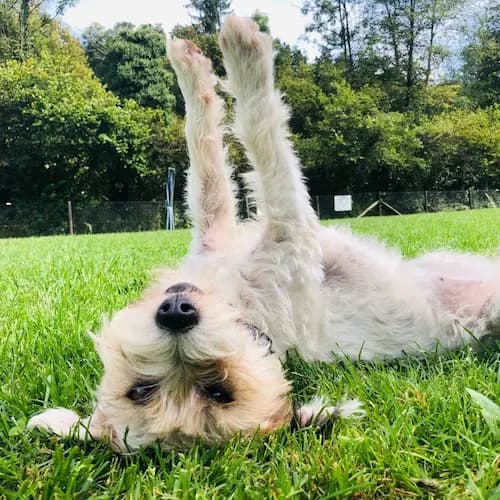 Galerie Bild {{number}}