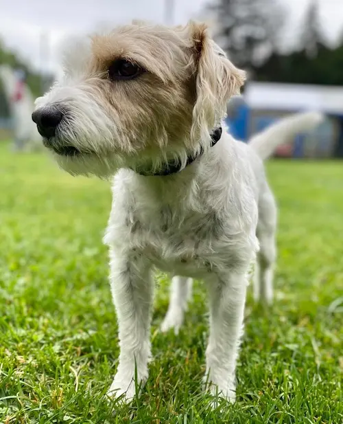 Galerie Bild {{number}}