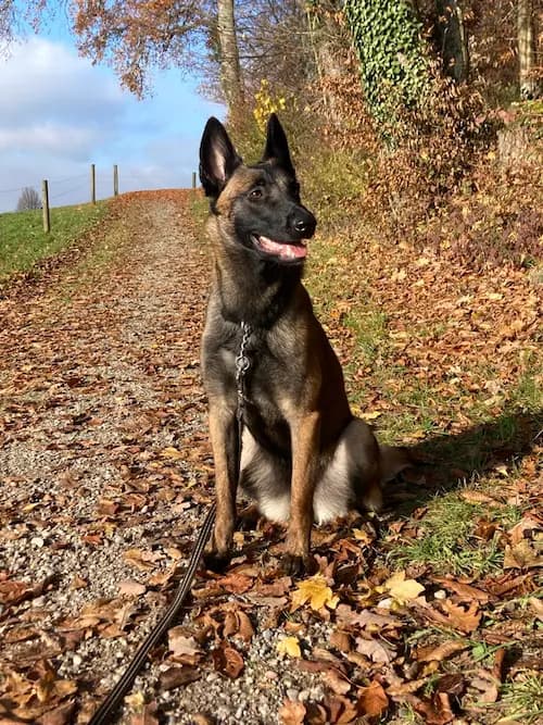 Galerie Bild {{number}}