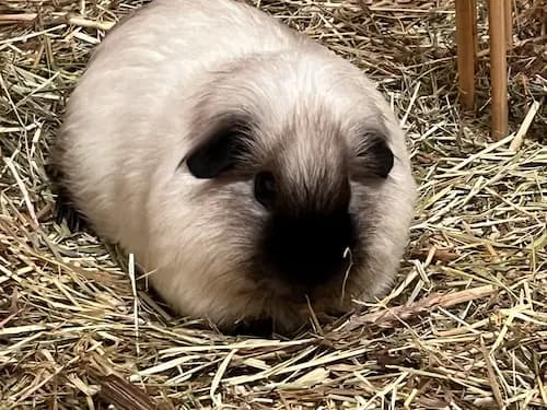 Galerie Bild {{number}}