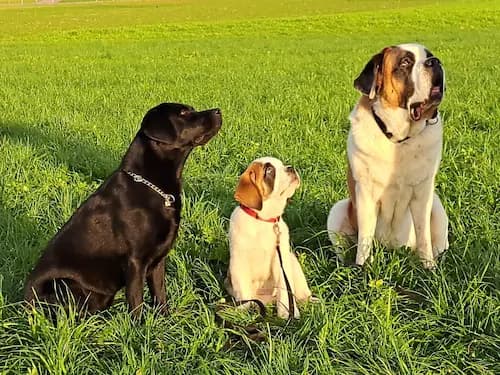 Galerie Bild {{number}}