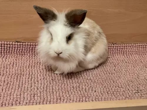 Galerie Bild {{number}}