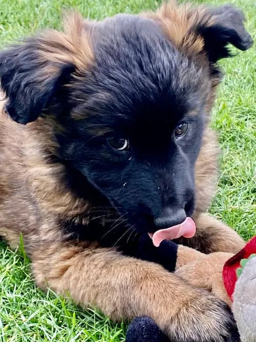 Galerie Bild {{number}}