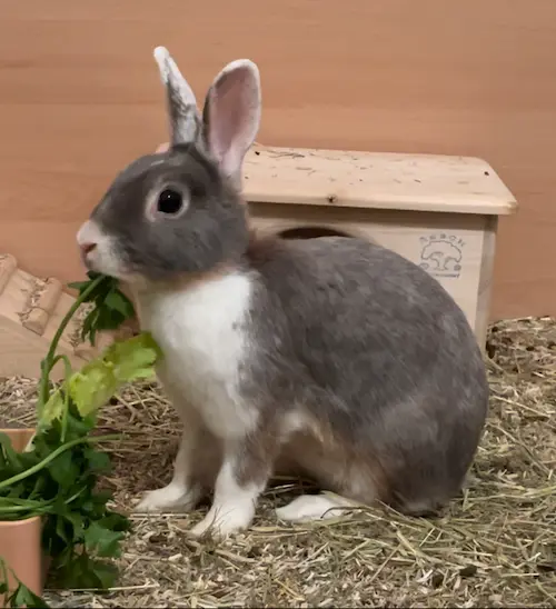 Galerie Bild {{number}}