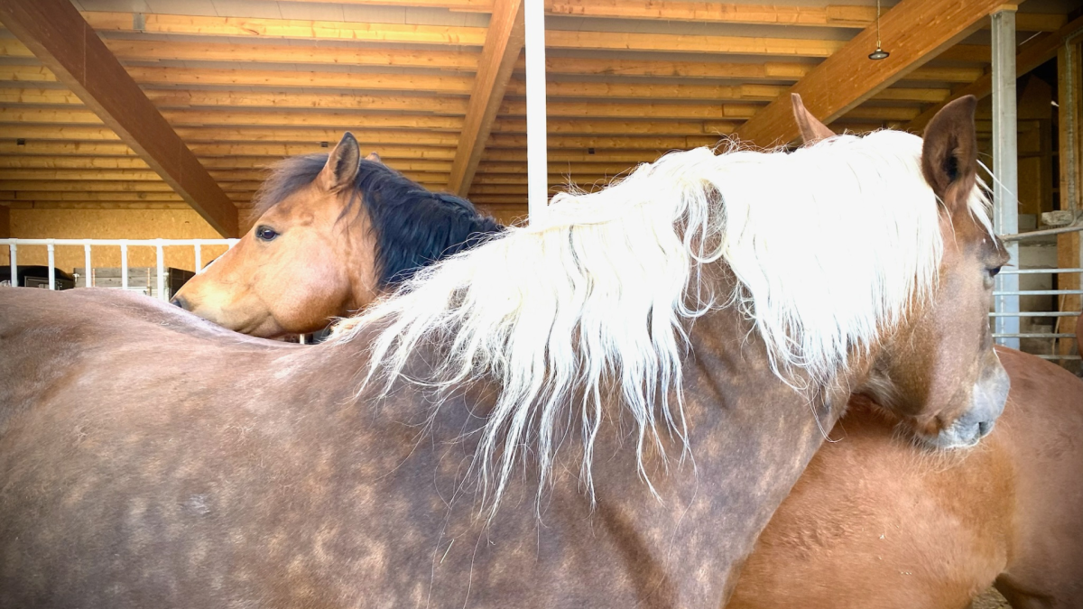 Ein Besuch bei Harry und seinen Freunden
