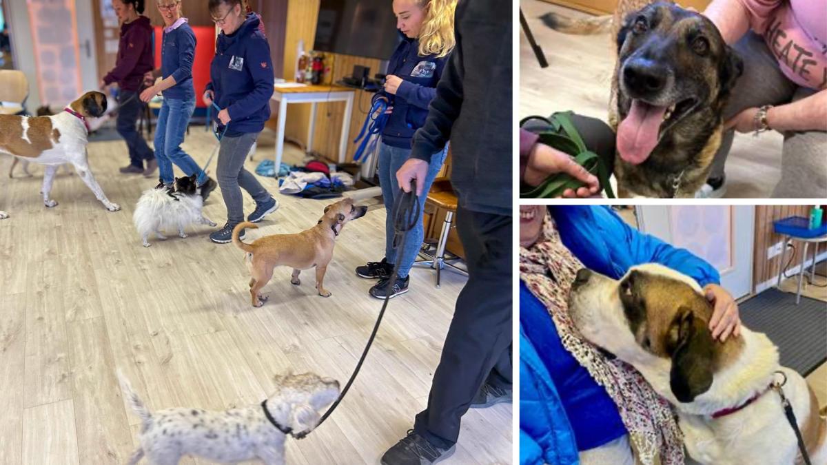 Hundebesuch im Pflegeheim Sonnhalde